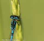 Macro fotografie is erg verslavend en super leuk om te doen. Wil je t ook leren dan hoor ik t graag.