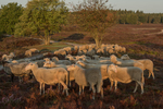 Hoe mooi is de natuur, je moet t wel willen zien. Geniet van al het moois om je heen. Sta stil in de natuur luister en kijk dan zie en hoor je echt meer.