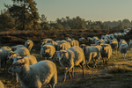 Schapen Kalender te koop.