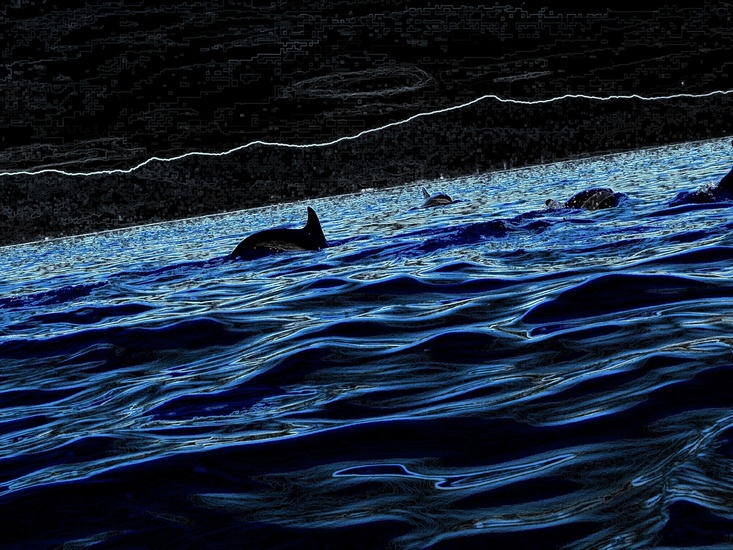 Dolfijnen bij nacht