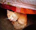 straatkatten zijn er overal. In Marrakech natuurlijk ook. Als westerling verwacht je wellicht dat in Afrikaanse landen er minder naar dieren wordt omgekeken. Maar in een stad als Marrakech hebben de katten het zo slecht nog niet. Ik heb er een aantal geportretteerd, een kat in de stad.