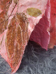 Samenvoegingen van gedroogde bloemen, zaden en textielvezels. Geverfde binnenbladzijden van o.a. zijde, graspapier, oudgeld papier. Beschrijfbaar.