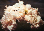 Bloemen en bloemstillevens.