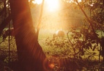 De natuur is een Bron van Inspiratie. Hier zijn zulke prachtige details in vorm en kleur te vinden. Door deze foto's wil ik je laten kennismaken met de manier waarop ik deze wereld zie. De kracht en pracht van het eenvoudige verzilverd in het licht!