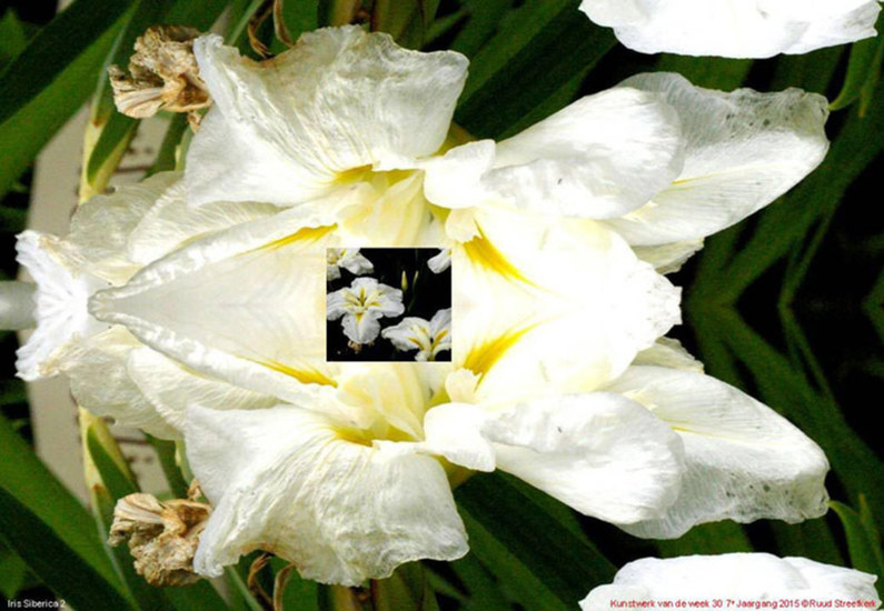Iris Siberica 2