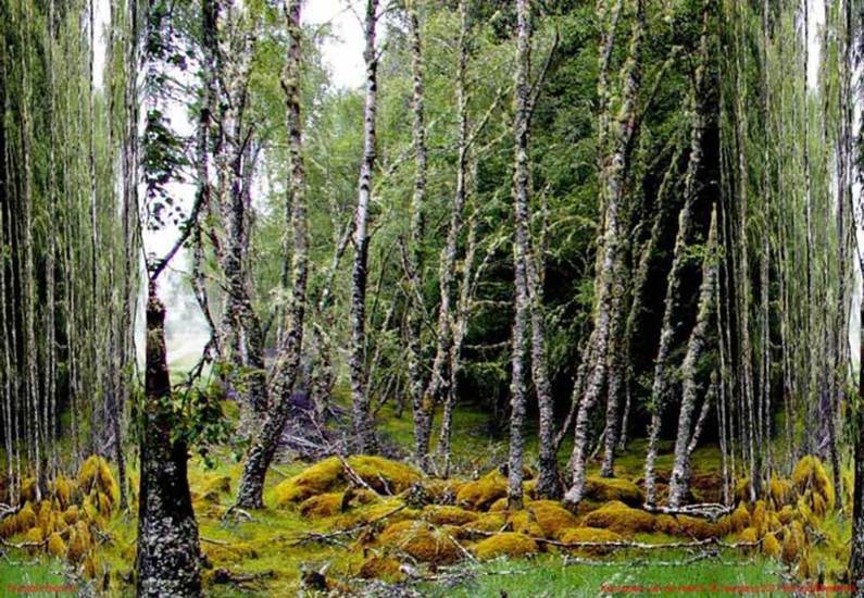 Erchite Woods 9