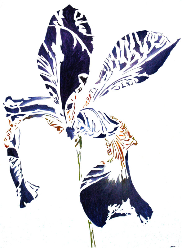 Iris
