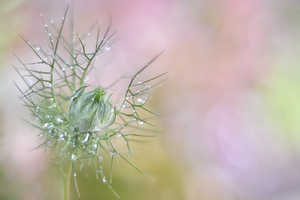 Macro's en Close-ups van bloemen.