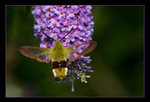 Heerlijk ontspannen om gewoon op pad te gaan met je camera en je macro-objectief met toebehoren. En maar kijken wat je zoal in de natuur tegenkomt. Ik kan het iedereen aanbevelen.