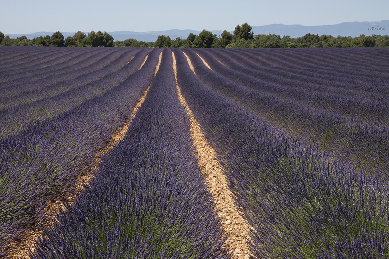 Lavendel 049
