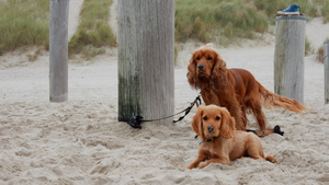 Dieren