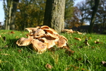 Natuur