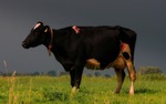 Kijkkast voorstelling 'A Cow's Dream'