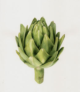 Werken in aquarelverf, kleur en grafietpotlood