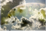 Dieren