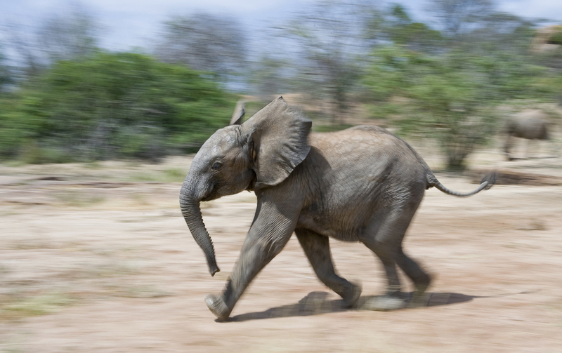 baby olifantje, Ithumba, Kenia