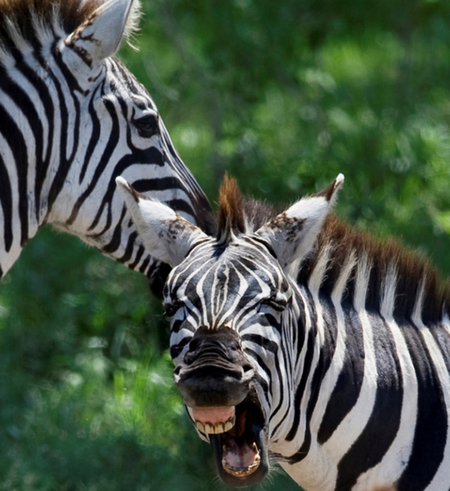 Spelende zebra's, Serengeti NP, Tanzania