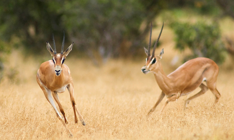Spelende Grant's Gazelles, Tsavo-West, Kenia.