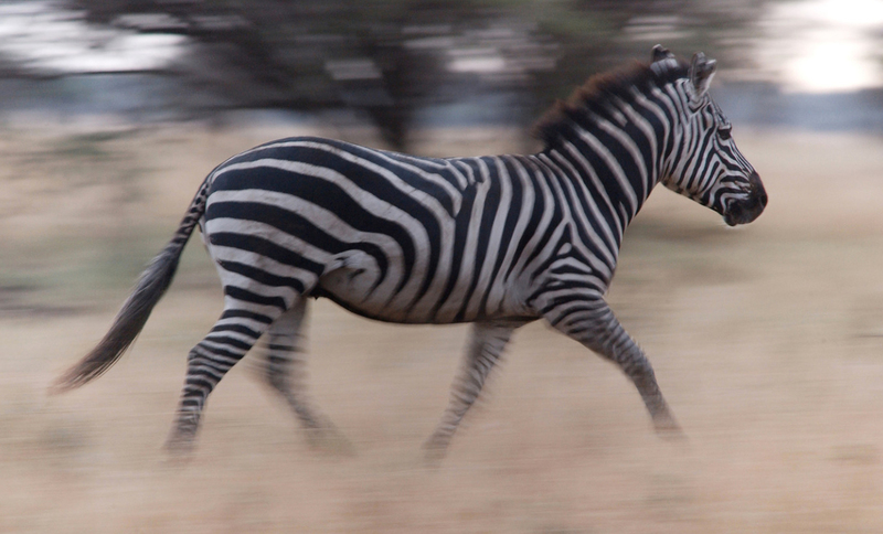 Zebra in beweging. Masai Mara, Kenia.