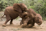 Wildlife fotogallerie met dieren die op het Afrikaanse contingent voorkomen.