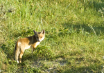 Foto's van de indrukwekkende Nederlandse wildernis.