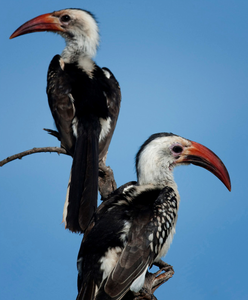 Wildlife, vogels die in Afrika voorkomen.