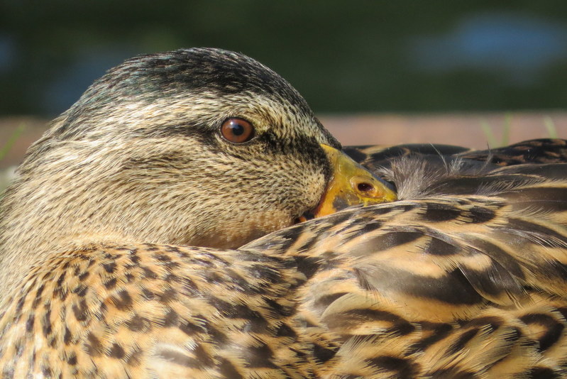 Mama duck