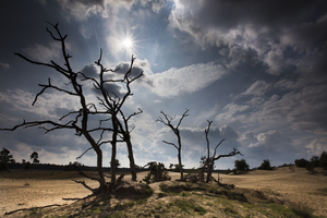 Ruwe landschappen,  dood hout, wolkenluchten en sterke contrasten. Alle ingrediënten zijn daar om fantastische landschapsfoto's te maken. 
Gelukkig hebben we een groot aantal van deze zanden in Nederland.