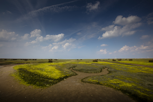 Een gebied met een grote mate van dynamiek. Wind, zee en zon hebben vrij spel, een gebied met wonderlijke kleuren en lijnen.
Het bestaat uit duinen en strand met daarachter gelegen slikken en schorren.