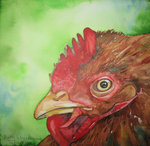 Close-up chickens and roosters, just their face....