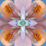 In deze serie foto's is een deel van de bloem het uitgangspunt voor het scheppen van iets nieuws. Met behulp van digitale technieken ontstaat een nieuwe creatie met symmetrische kenmerken en een heel eigen zeggingskracht. Door het variëren van licht, kleur en scherpte tegenover onscherpte toont iedere foto een eigen spanningsveld.