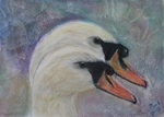 Zwanen zijn prachtige vogels