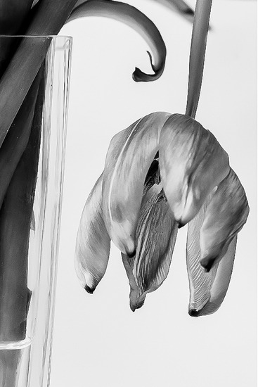 Tulp (3) zwart/wit