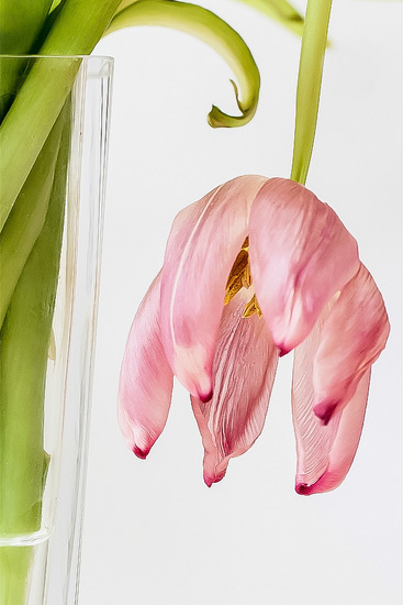 Tulp (2) kleur