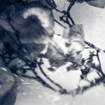 Hortensiabloemenschermpje in bakje water in diepvries gelegd en vervolgens gefotografeerd met een lensbaby (macro)objectief en bewerkt in Lightroom
