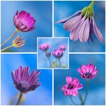 Bloemen gefotografeerd en bewerkt op mijn manier