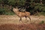 Collectie van de bronst tijd op de Veluwe. Collection of the rutting season on the Veluwe