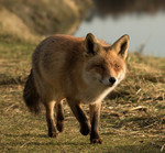 De vos is een lid van de hondachtigen. De vos is een van de grootste roofdieren die nog vrij in Nederland voorkomen. The Fox is a member of the canidae. The Fox is one of the largest predators that is still available in Netherlands.