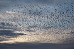 Starlings come together in very large groups around November