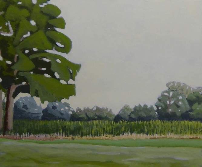 Maïsland in juli; Champs de maïs en Juillet