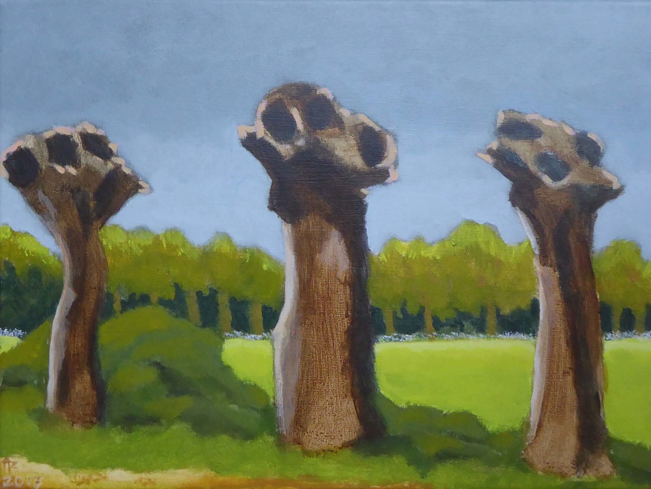 Oude knotwilgen; Vieux saules