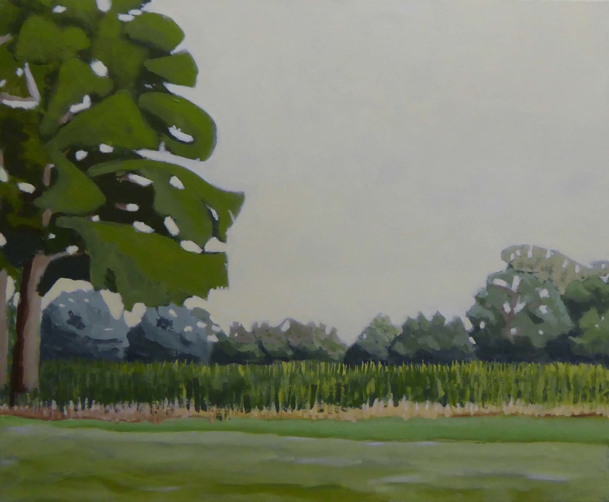Maïsland in juli; Champs de maïs en Juillet