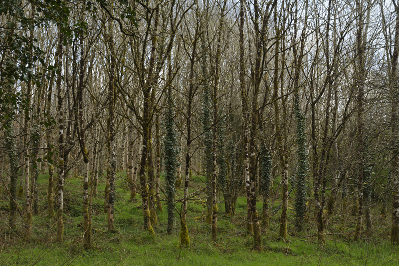 Het bos