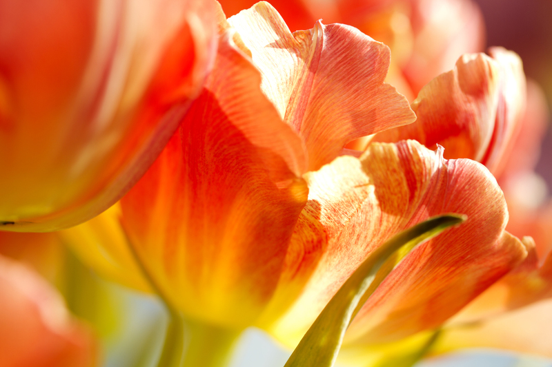 Tulp