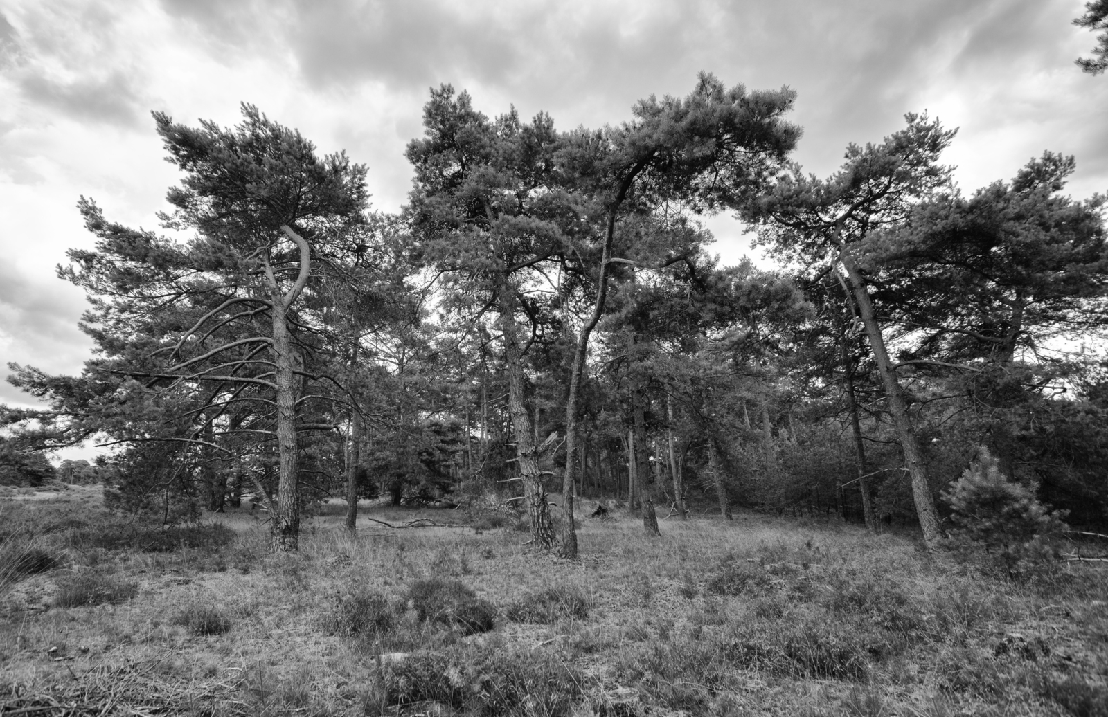 Hoge Veluwe 08