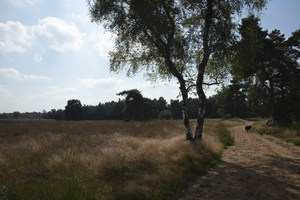 Het Nederlandse landschap verandert snel, toch zijn er genoeg plekjes om de ruimte te ervaren die het bij landschap meestal oproept.