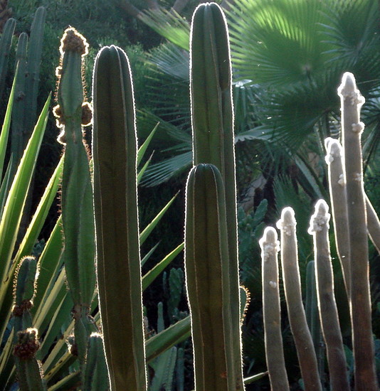 Jardins de Majorelle