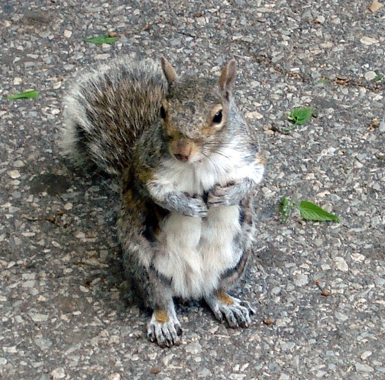 Eekhoorn in Central Park