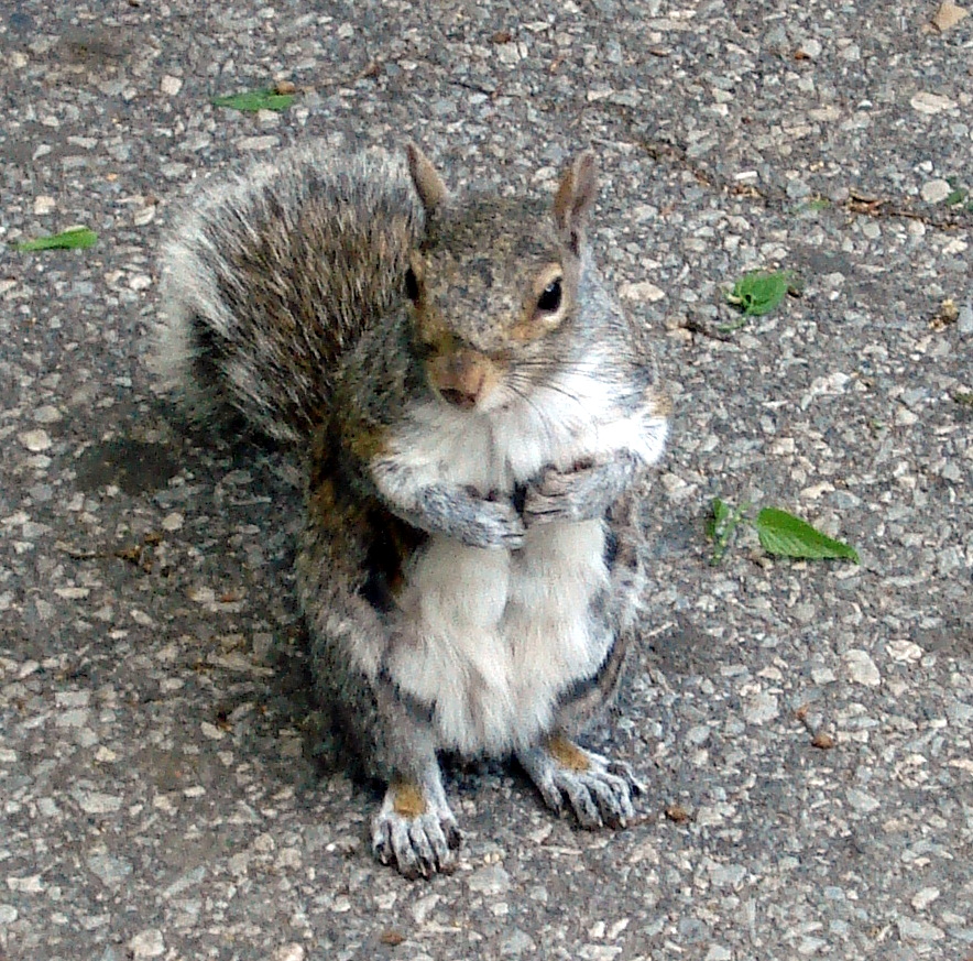 Eekhoorn in Central Park