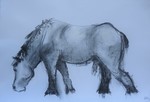 Zoogdieren